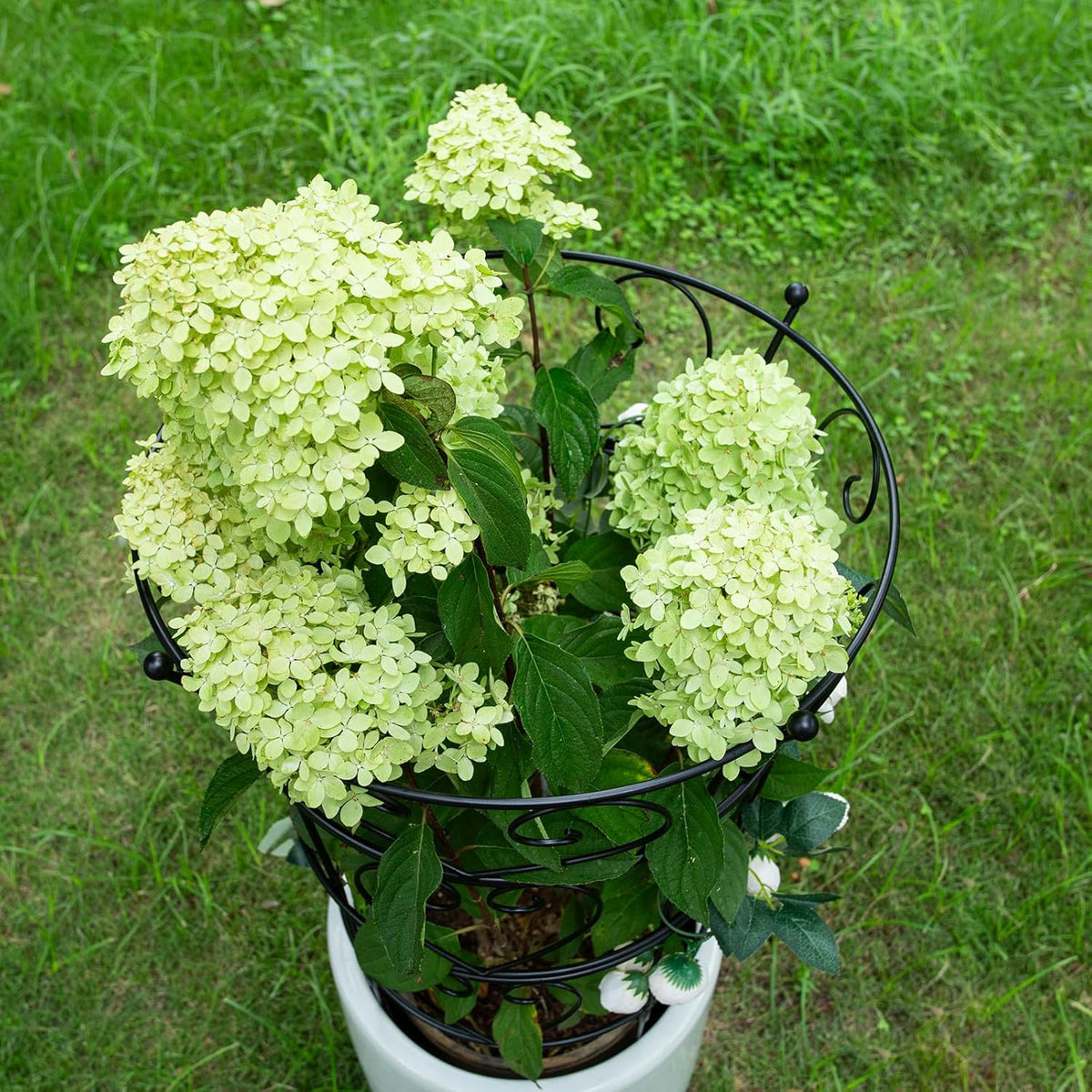 Peony Supports for Outdoor Plants,18.5 x 22.9in Dahlia Stakes
