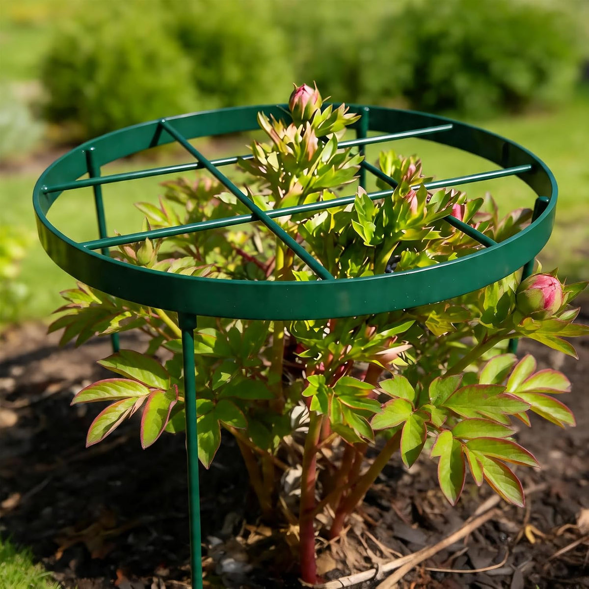 Peony Supports for Outdoor Plants,18.5 x 22.9in Dahlia Stakes