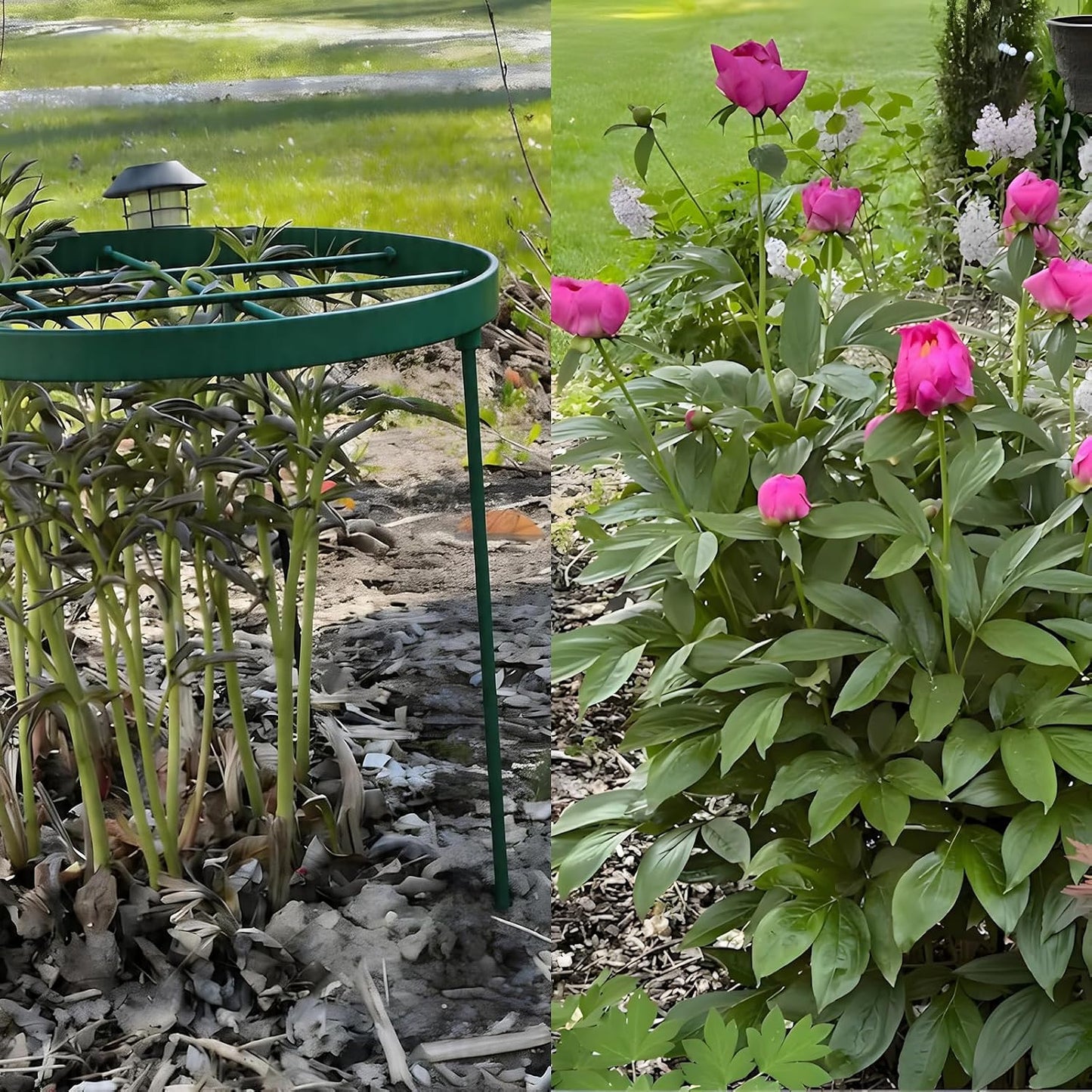 Peony Supports for Outdoor Plants,18.5 x 22.9in Dahlia Stakes