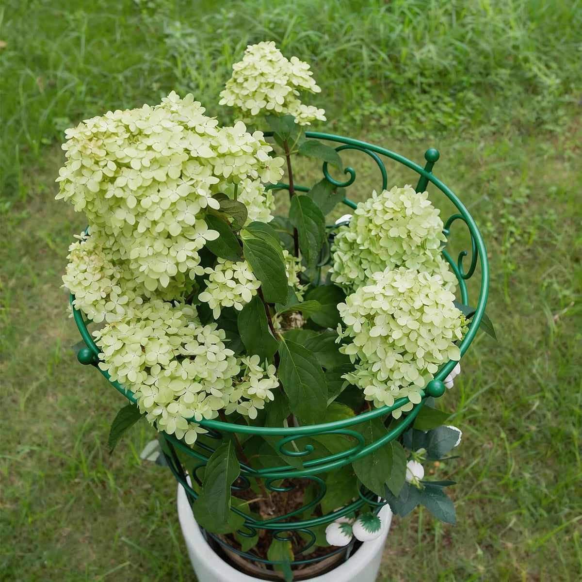 Peony Supports for Outdoor Plants,18.5 x 22.9in Dahlia Stakes