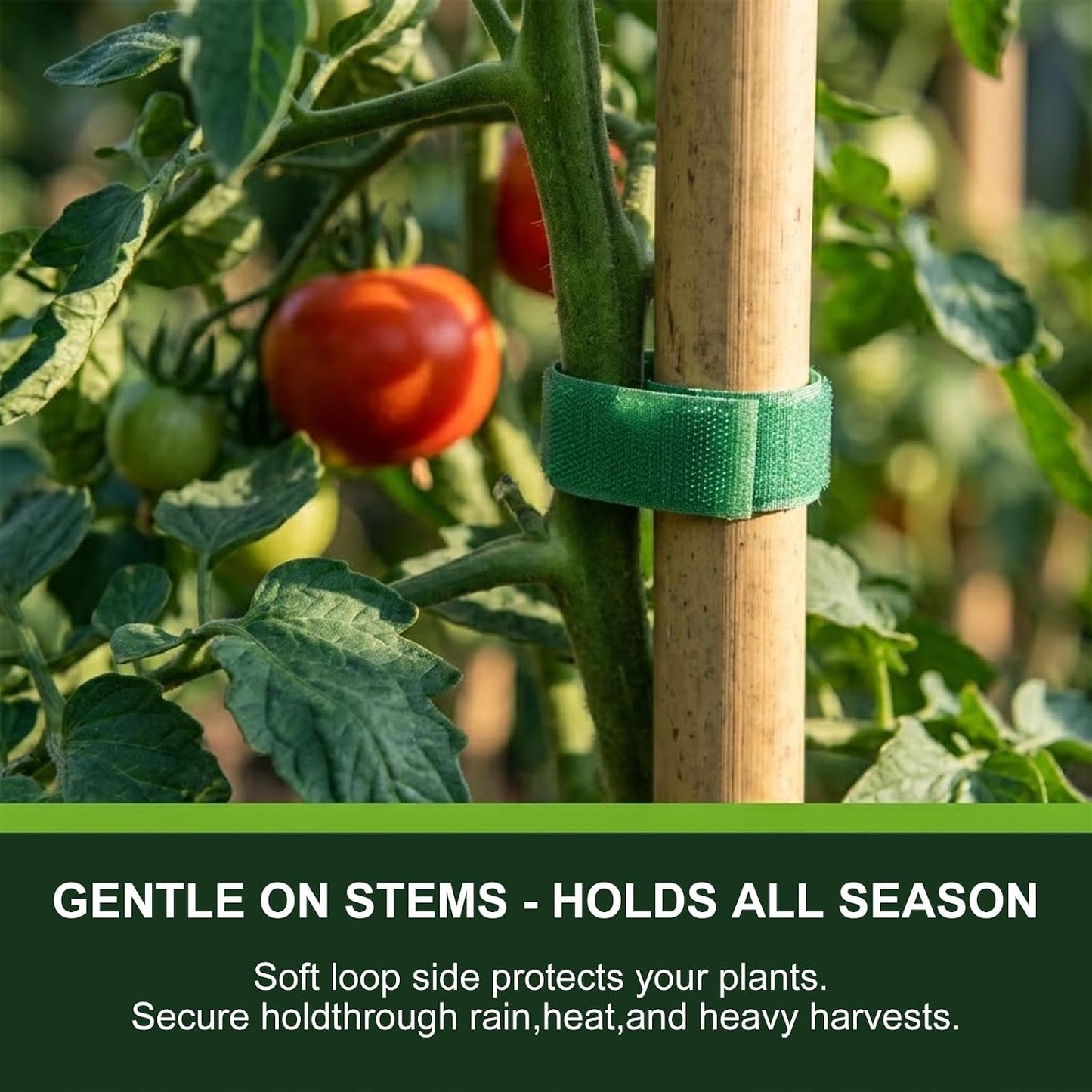 Plant Tape – Reusable Hook and Loop Plant Ties for Climbing Plants, Adjustable Garden Tape for Tomatoes, Vines & Indoor Plants | Nylon, 0.47 in Wide | 1 Roll, 49ft