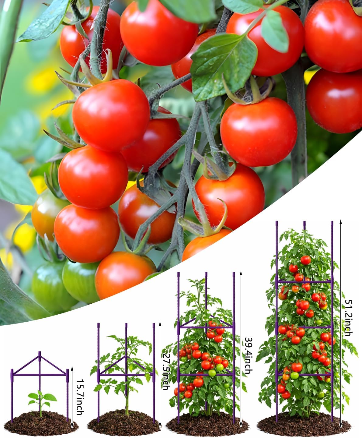 51 inch Tomato Cage Heavy-Duty Plant Support Cucumber & Vine Vegetables – Adjustable Green Metal Garden Trellis for Climbing Plants, Indoor & Outdoor Use, 3 Pack