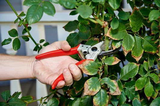 BP 4250 MAXFORGED Aluminum Bypass Pruner, 1-Inch Cut Capacity, Professional Hand Pruning Shears with Replaceable Steel Blade & Ergonomic Angled Head