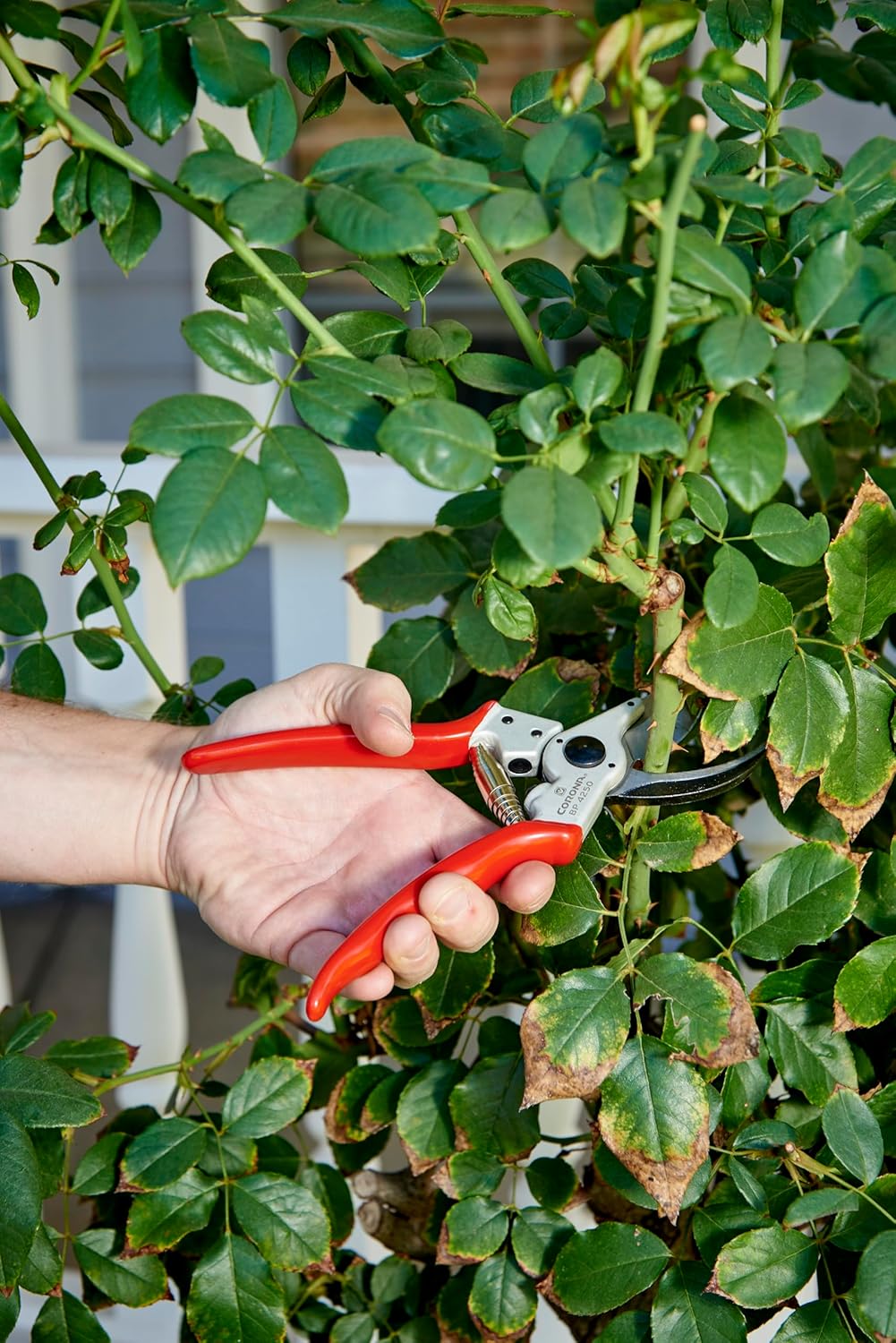 BP 4250 MAXFORGED Aluminum Bypass Pruner, 1-Inch Cut Capacity, Professional Hand Pruning Shears with Replaceable Steel Blade & Ergonomic Angled Head