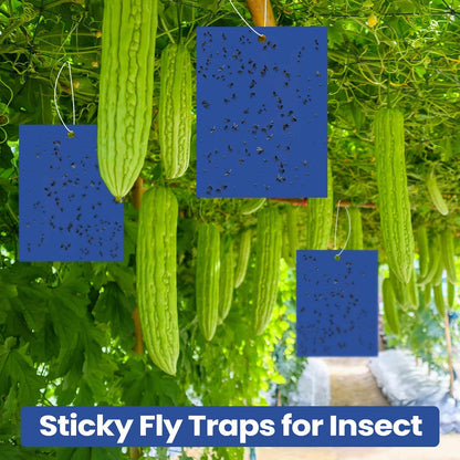 Qualirey 100 Pcs 6x8 Inch Blue Sticky Traps for Thrips