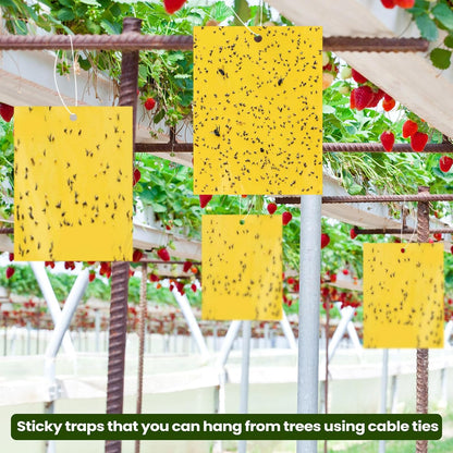 Qualirey 100 Pcs 6x8 Inch Blue Sticky Traps for Thrips