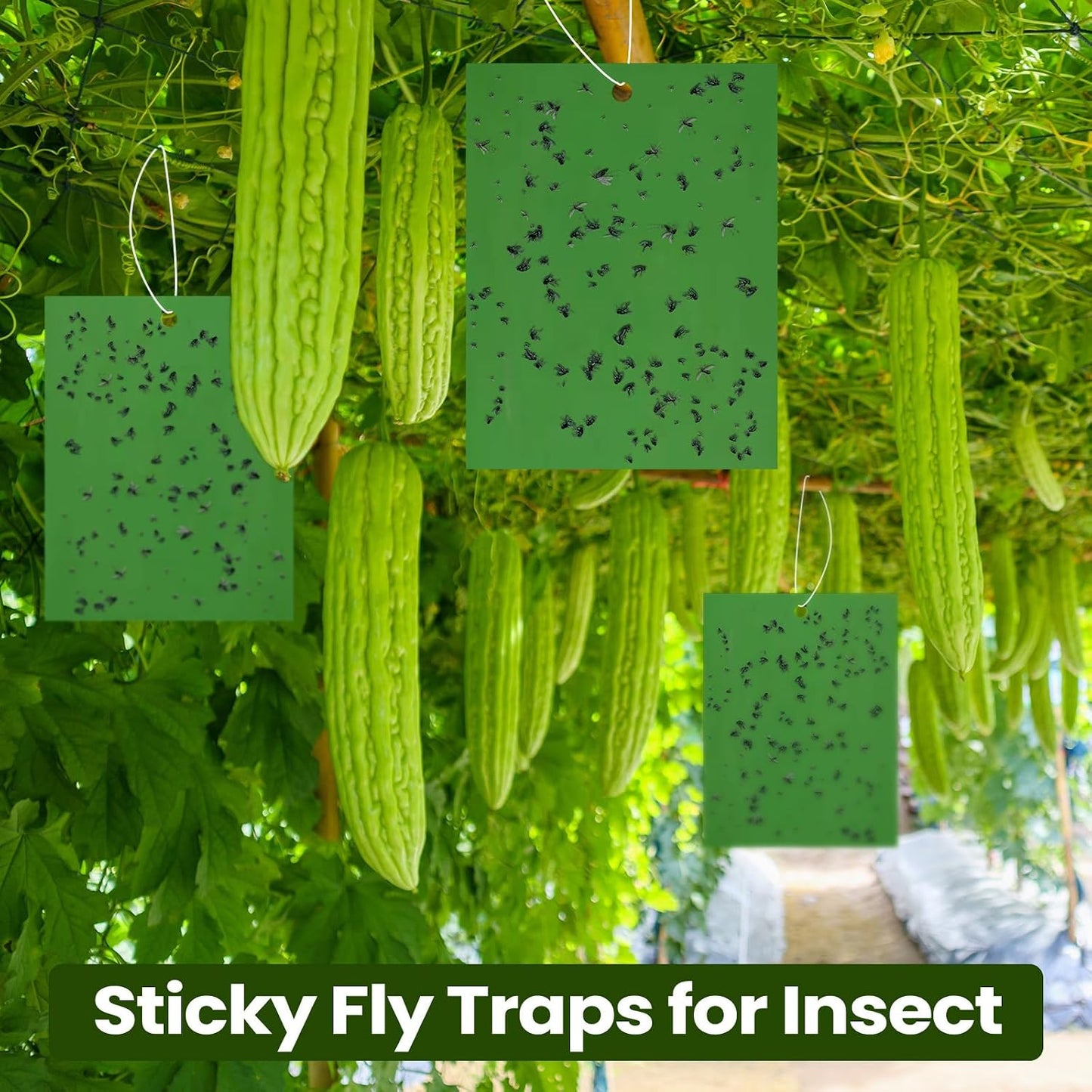 Qualirey 100 Pcs 6x8 Inch Blue Sticky Traps for Thrips
