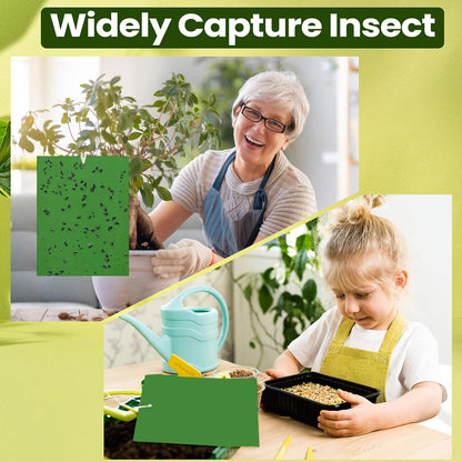 Qualirey 100 Pcs 6x8 Inch Blue Sticky Traps for Thrips