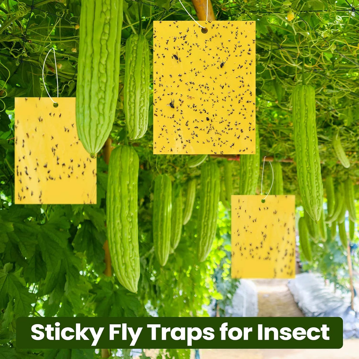 Qualirey 100 Pcs 6x8 Inch Blue Sticky Traps for Thrips