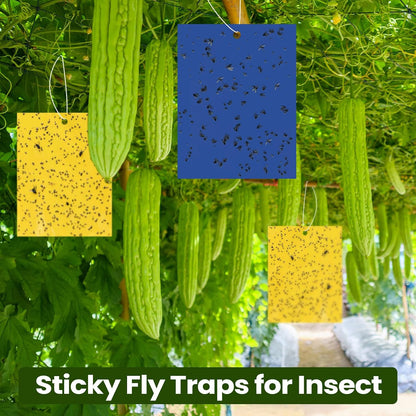 Qualirey 100 Pcs 6x8 Inch Blue Sticky Traps for Thrips