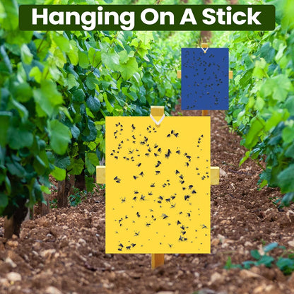 Qualirey 100 Pcs 6x8 Inch Blue Sticky Traps for Thrips