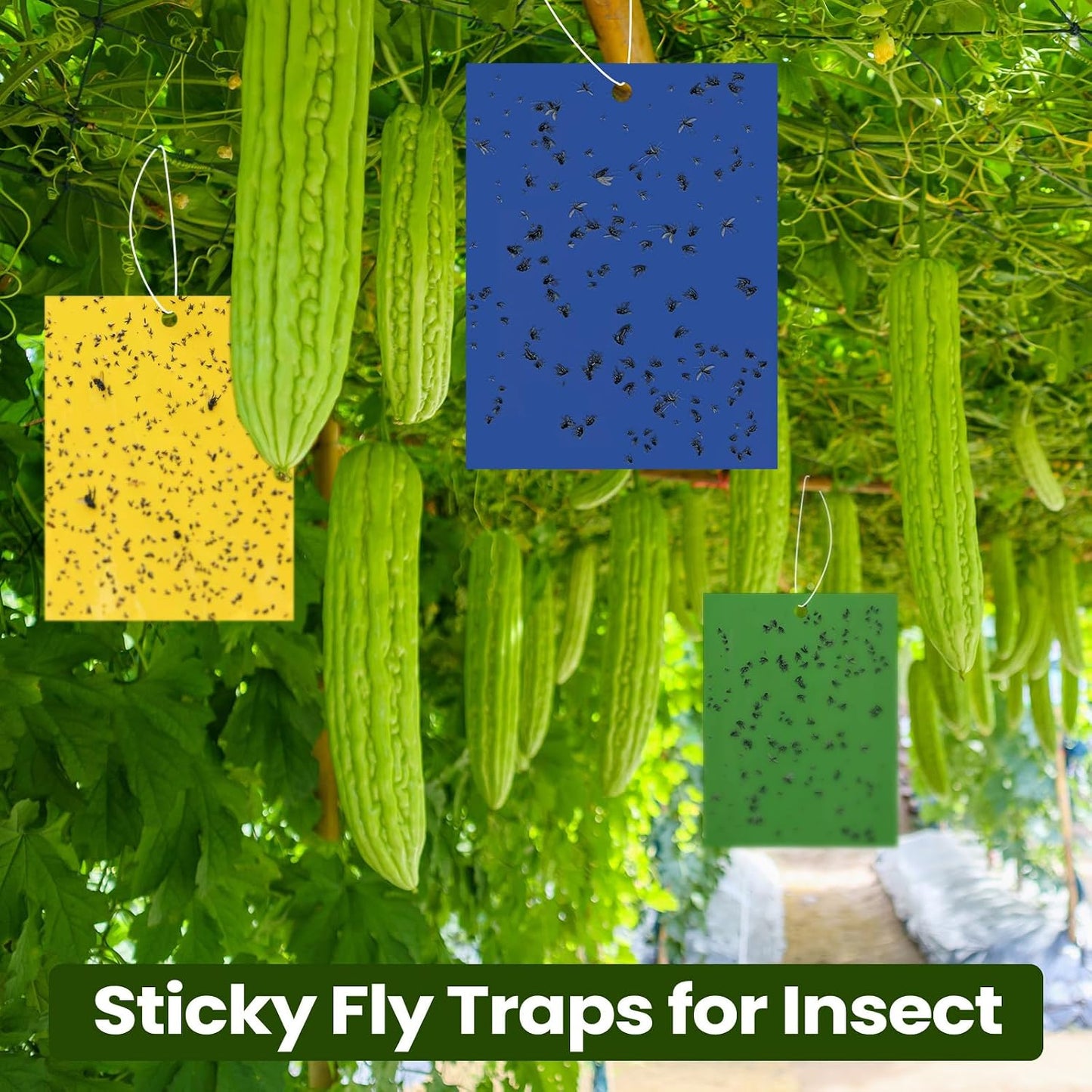 Qualirey 100 Pcs 6x8 Inch Blue Sticky Traps for Thrips