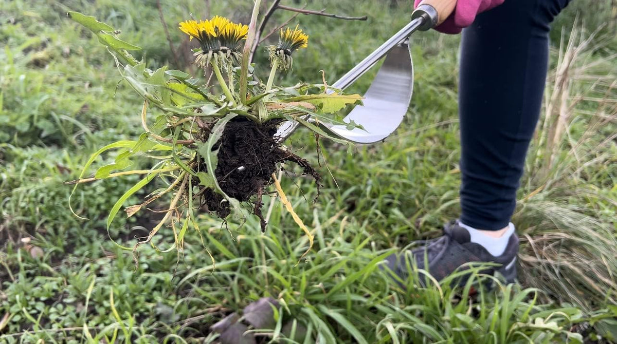+ Grampa's Hand Weeder - Bundle The Original Stand Up Weed Puller & Grampa's Hand Weeder Tool for The Easiest & Most Effective Weed Removal Duos
