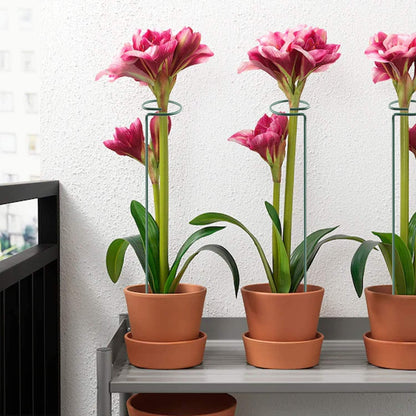 17 inch Plant Support Stakes, 4mm Thick Garden Single Stem Flower Support Stake Amaryllis Plant Cage Support Rings with 10 pcs Plant Clips for Tomato Orchid Lily Peony Rose Flower Stem-5 Pack