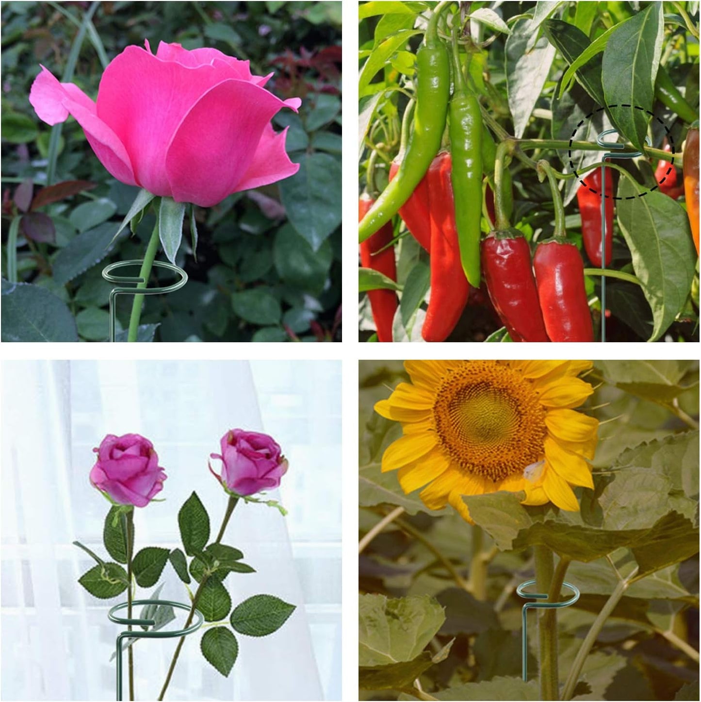 17 inch Plant Support Stakes, 4mm Thick Garden Single Stem Flower Support Stake Amaryllis Plant Cage Support Rings with 10 pcs Plant Clips for Tomato Orchid Lily Peony Rose Flower Stem-5 Pack