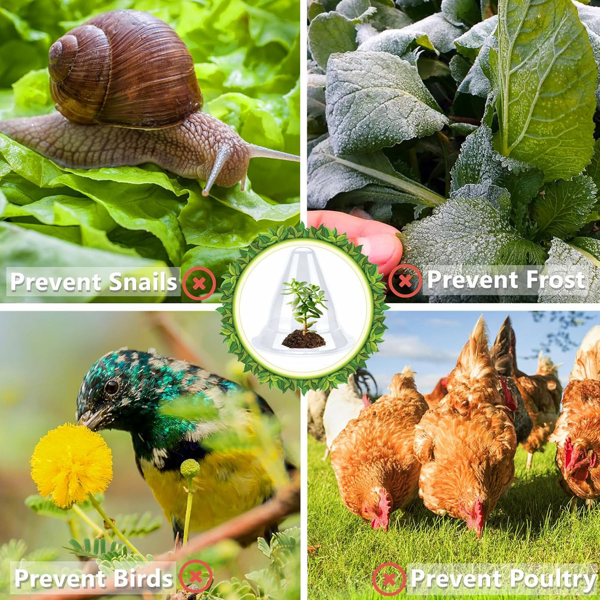 【36 Pieces】 Garden Cloches for Plants, Plant Cover Plant Protectors Transparent Bell Jar Cloche Protection Plants from Birds, Animals, Frost, Freeze Weather,7.8" D x 9.4" H, Transparent
