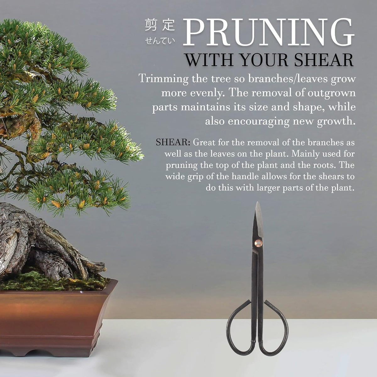 7.2" Black Bonsai Trimming Shear - 1 Piece