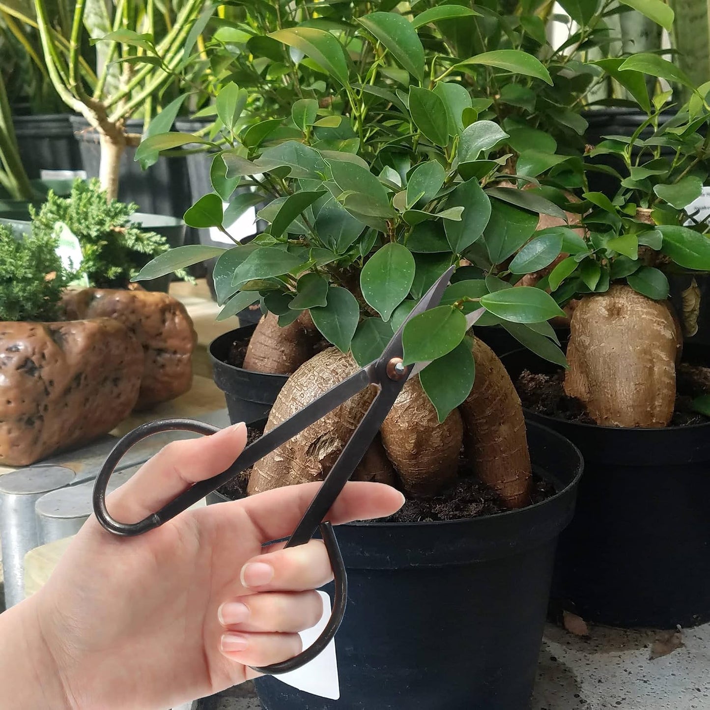 7.2" Black Bonsai Trimming Shear - 1 Piece