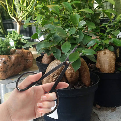 7.2" Black Bonsai Trimming Shear - 1 Piece