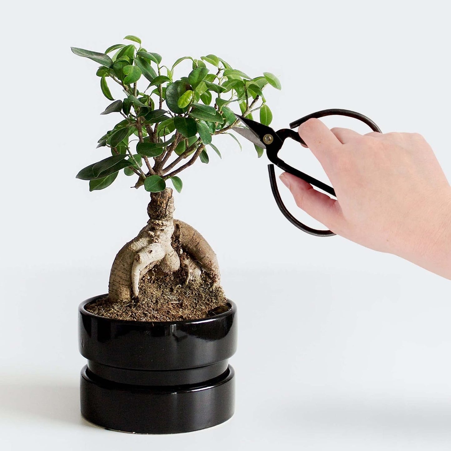 7.2" Black Bonsai Trimming Shear - 1 Piece