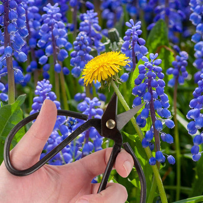 7.2" Black Bonsai Trimming Shear - 1 Piece
