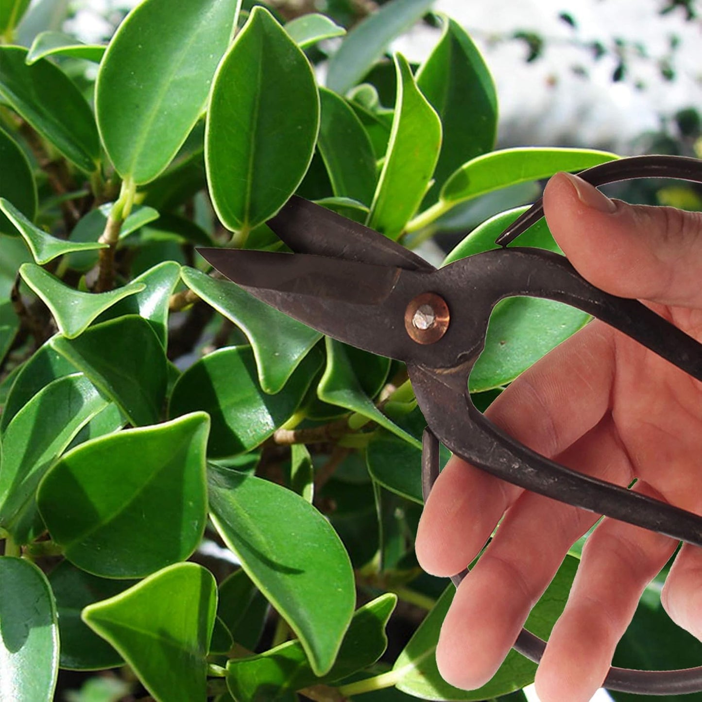 7.2" Black Bonsai Trimming Shear - 1 Piece