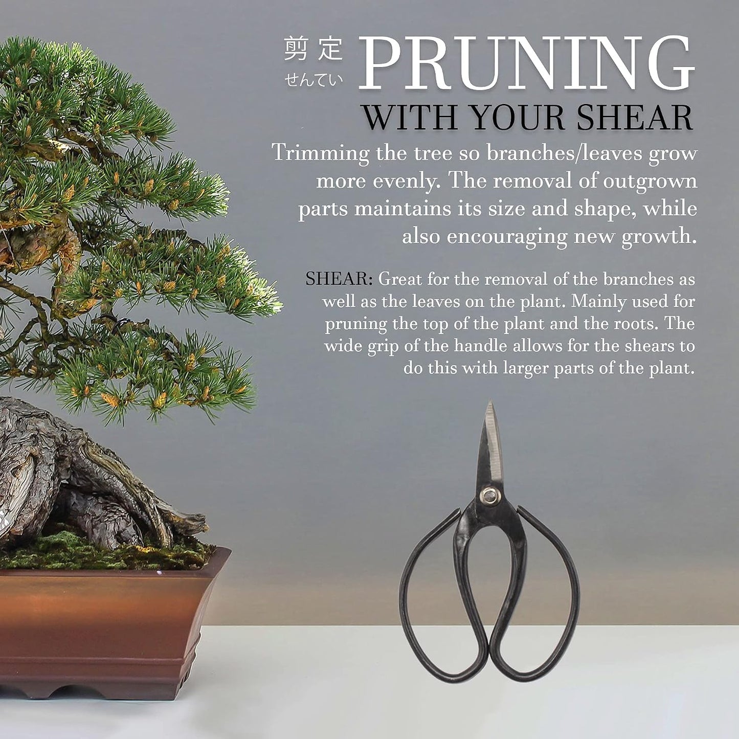7.2" Black Bonsai Trimming Shear - 1 Piece