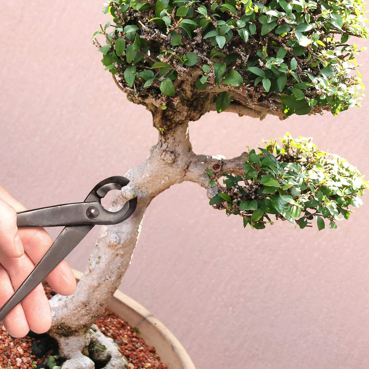 7.2" Black Bonsai Trimming Shear - 1 Piece