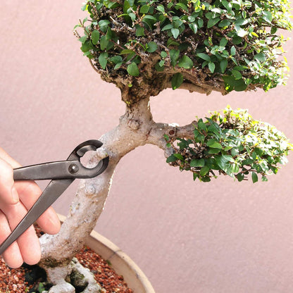 7.2" Black Bonsai Trimming Shear - 1 Piece