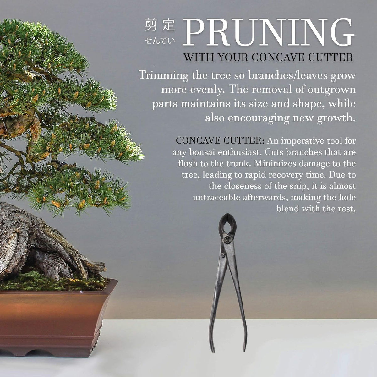 7.2" Black Bonsai Trimming Shear - 1 Piece