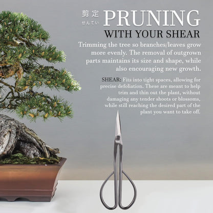 7.2" Black Bonsai Trimming Shear - 1 Piece