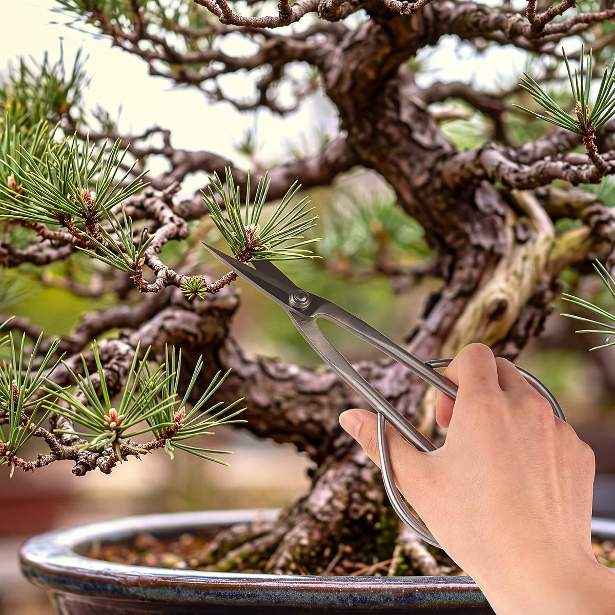 7.2" Black Bonsai Trimming Shear - 1 Piece
