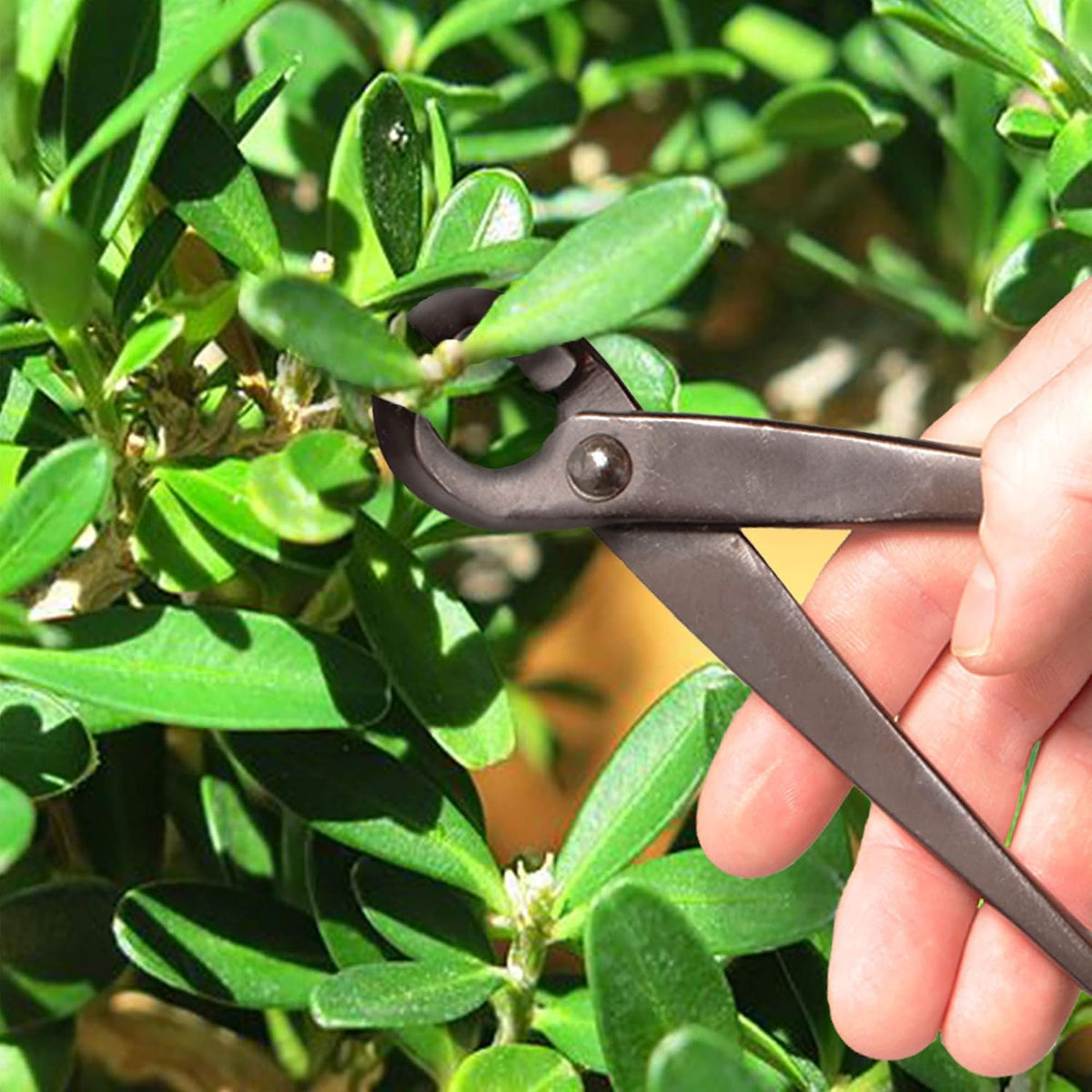7.2" Black Bonsai Trimming Shear - 1 Piece