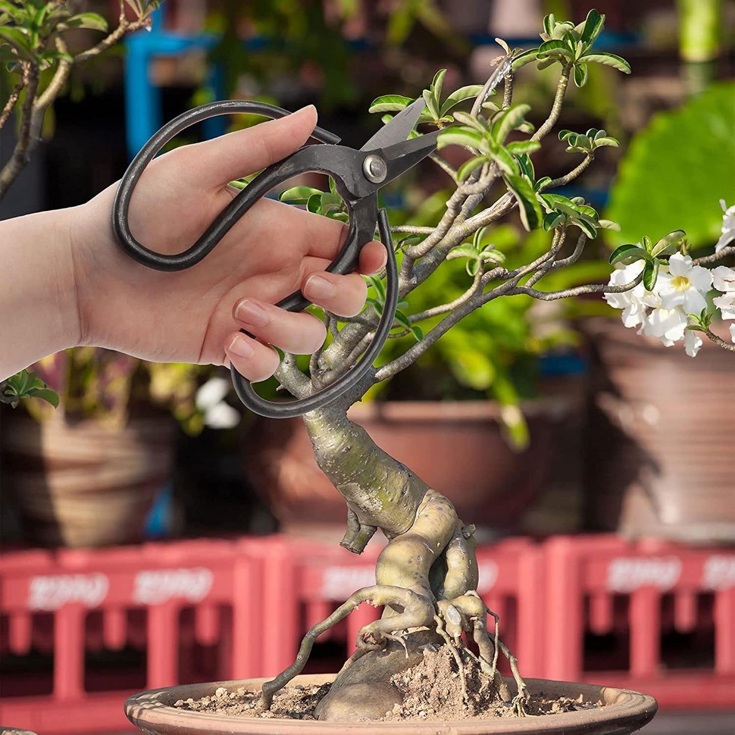 7.2" Black Bonsai Trimming Shear - 1 Piece