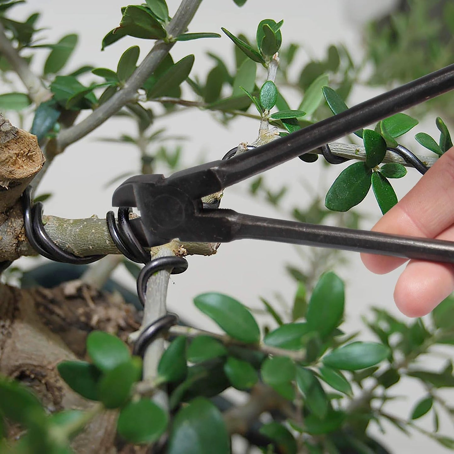 7.2" Black Bonsai Trimming Shear - 1 Piece