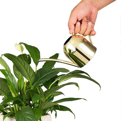 30oz Indoor Plant Watering Can Stainless Steel Long Spout, Rose Gold
