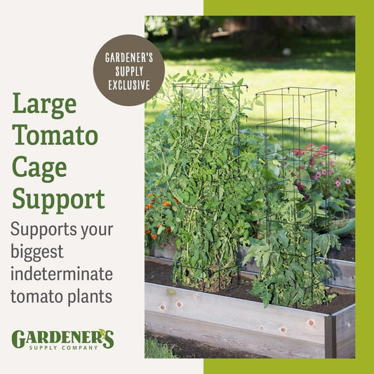 Extra Tall Heavy-Guage Square Tomato Cages | Easy Fold Plant Supports & Vegetable Garden Stakes | 14.25" x 14.25" x 65" - Green (Set of 2)