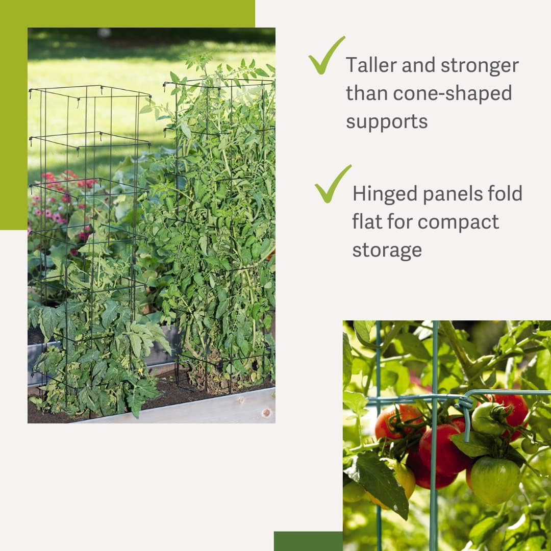 Extra Tall Heavy-Guage Square Tomato Cages | Easy Fold Plant Supports & Vegetable Garden Stakes | 14.25" x 14.25" x 65" - Green (Set of 2)